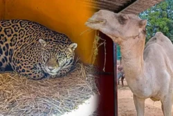 Jaguar, dromedario y ocelote, entre 22 nuevos ejemplares que llegan al zoológico de Tulancingo