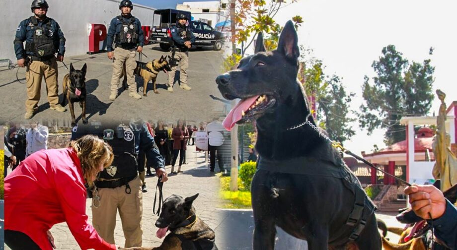 Unidad K9 de Mineral de la Reforma suma 81 operativos y capacita a policías de cinco municipios