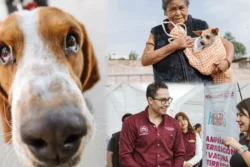 Pachuca supera 25 mil esterilizaciones y vacunas antirrábicas gratuitas en dos años