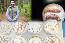 Plantean científicos de la UAEH freno biológico a plaga forestal en El Chico