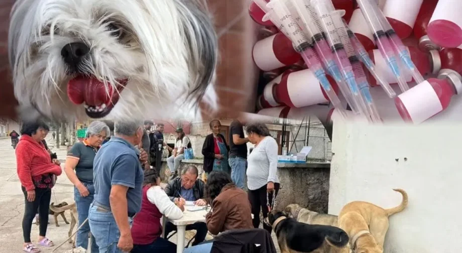 Ajacuba supera las mil 500 vacunas antirrábicas aplicadas a perros y gatos