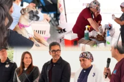Esterilizan a 200 perros y gatos en Mineral de la Reforma; presentan carnet médico digital