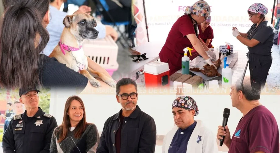Esterilizan a 200 perros y gatos en Mineral de la Reforma; presentan carnet médico digital