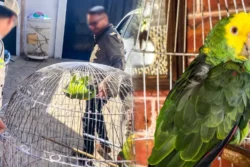 Profepa asegura cuatro loros protegidos en Atotonilco el Grande; prepara denuncia penal